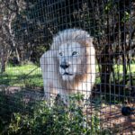 โพลนานาชาติชี้ นักท่องเที่ยวร้อยละ 70 อาจเลี่ยงแอฟริกาใต้ หากกลับมาเดินหน้าอุตสาหกรรมเพาะเลี้ยงสิงโตในกรง