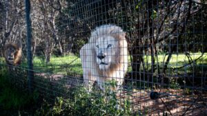 โพลนานาชาติชี้ นักท่องเที่ยวร้อยละ 70 อาจเลี่ยงแอฟริกาใต้ หากกลับมาเดินหน้าอุตสาหกรรมเพาะเลี้ยงสิงโตในกรง